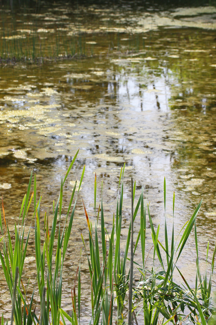 Storgrop om sommaren